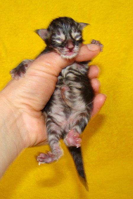     Catsvill County!   !    !       !!!    Catsvill County +7-926-544-74-09     .   ,   ,   ,    ,   ,  ,     ,   -,    ,   !